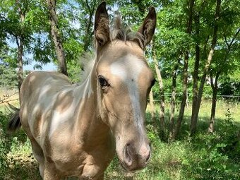 Hřebeček american paint horse