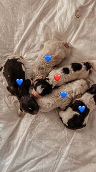 Prodám štěňata lagotto romagnolo - italský vodní pes