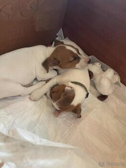 Jack Russell teriér