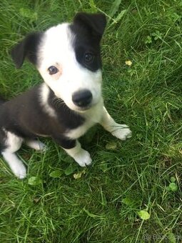 Jack Russell