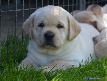 Labrador retriever - žlutý pejsek s PP