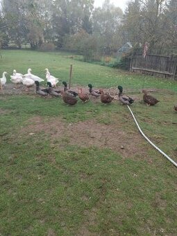 Ruanské kachny do chovu