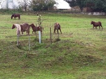 Pony shetland kobylka