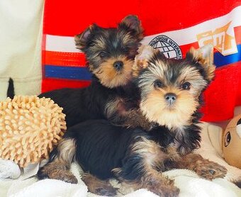 Jorkšírský terier Yorkshire terrier