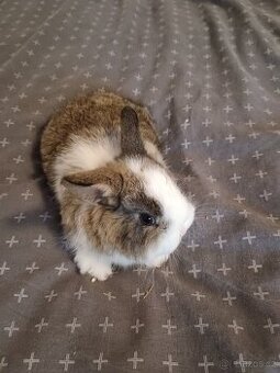 Zakrslý králík králíček