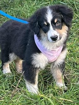 Miniaturní americký ovčák- štěnata - kluci  s PP v barvě