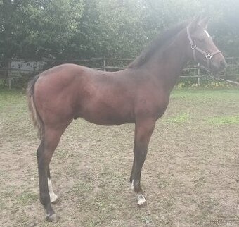 odstávče hřebeček 6 měsíců