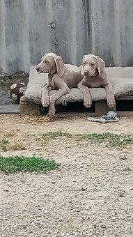 Štěňata výmarského ohaře krátkosrstého