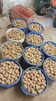 Sadbové brambory - domácí sadba