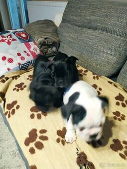 Francouzský Buldoček