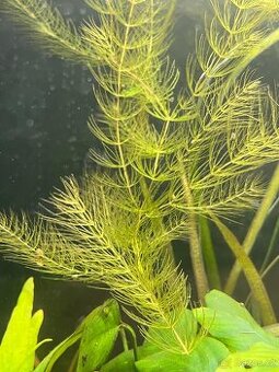 Růžkatec ponořený