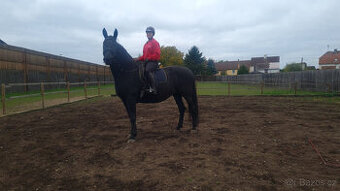 Kladrubský kůň - klisna stáří 11 let