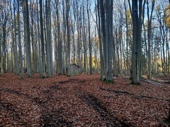 Lesní pozemek