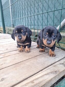 Jezevčík trpaslíci