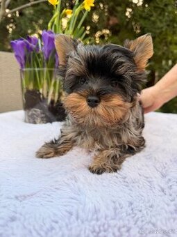 Jorkširský teriér