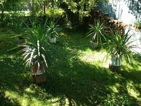 Palma yucca. + další velké pokojové květiny