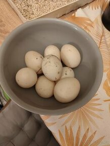 Násadová vejce kachny bílé