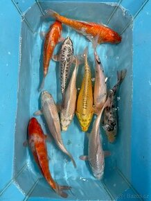 Jezírkové ryby Koi kapři