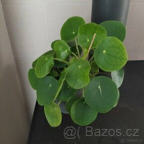 Pokojová květina pilea