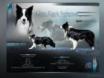 Krycí pes border collie