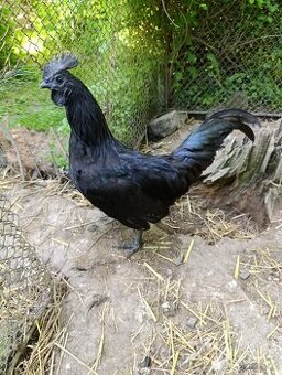 kohout Ayam Cemani - 1