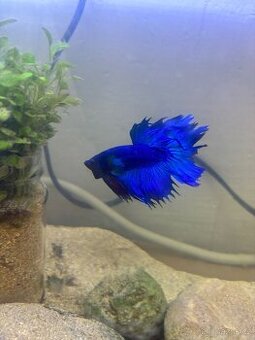 betta - 2x samec. 2 samicka a akvárium