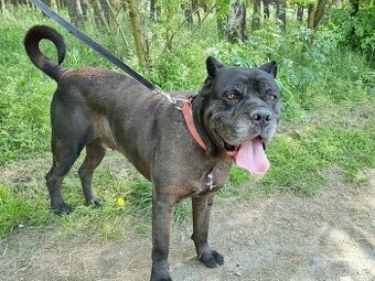 BRODY K ADOPCI - cane corso, mazel, parťák, vhodný k dětem