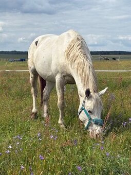 Hrebec appaloosa x CT