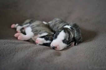 Whippet / Vipet s PP FCI