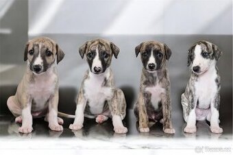 Whippet / Vipet s PP FCI