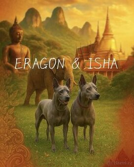 Thajský ridgeback modrý