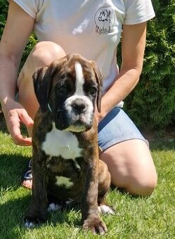 Nemecky boxer s pp - psík