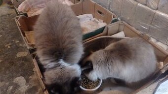ragdoll,radgoll,dospelé kočky