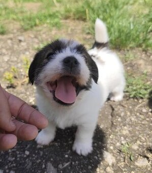 Jack Russell teriér