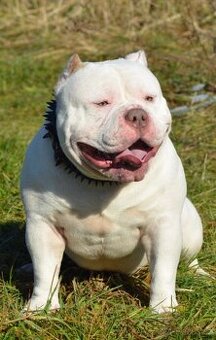 American bully