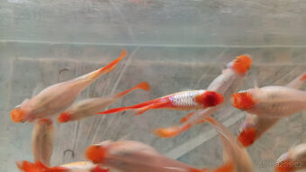 Aktuální nabídka akvarijních rybek,šneků,krevet