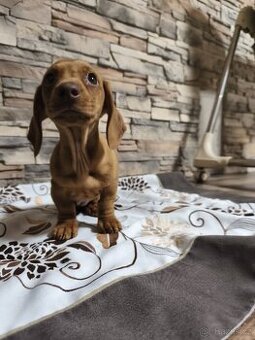 Jezevčík trpasličí