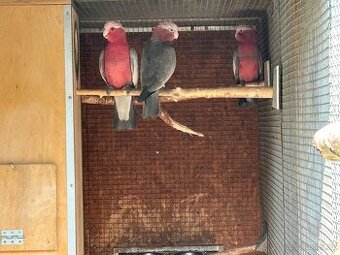 Kakadu Růžový 2:0