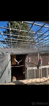 Kakadu Růžový 2:0