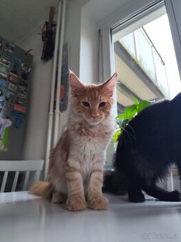 Mainská mývalí kočka