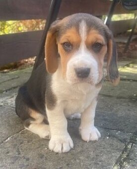 Pejsek bígl, štěně beagle tricolor