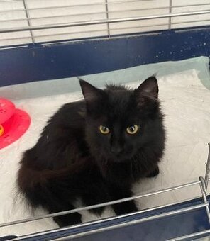 kotě kocourek 3,5 měsíce delší srst