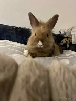 Králík zakrslý - 1