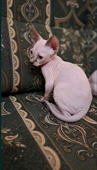 Kanadský sphynx bez PP