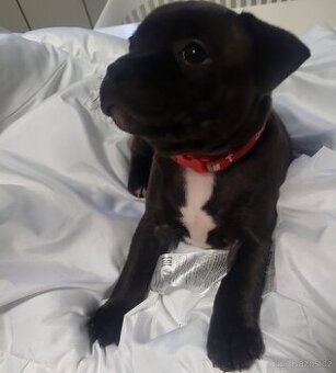 Stafordširský bulterier