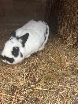 polozakrslý králík