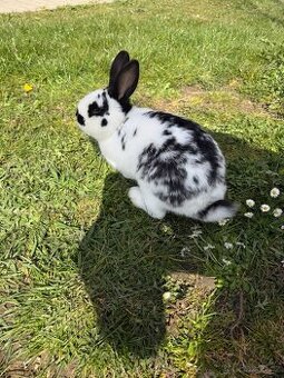 Zakrslý kráíček - sameček