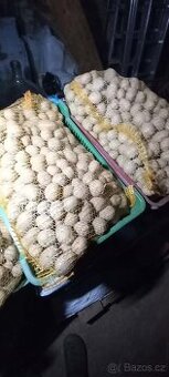 Sadbové brambory VALOME