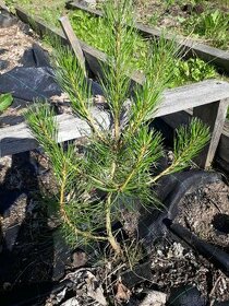 Pinus nigra Borovice cerna