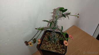 Euphorbia Milii mini (trnová koruna, kristova koruna)